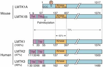 LMTK1, a Novel Modulator of Endosomal Trafficking in Neurons